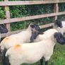 Suffolk X hoggets - 11 Image 4