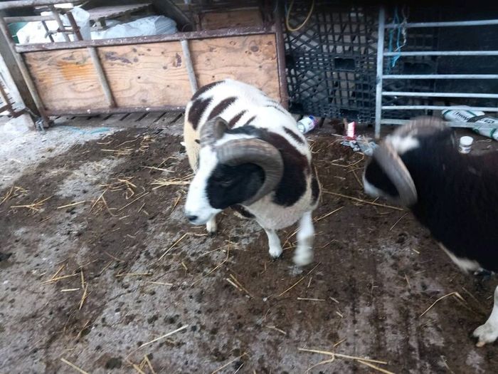 Jacob hogget rams