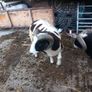 Jacob hogget rams Image 5