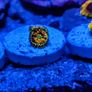 Rainbow Incinerator Zoa Image 3
