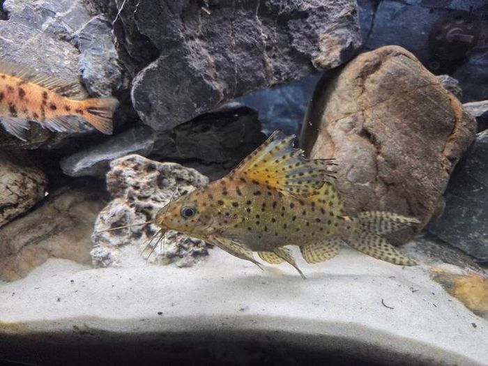 200L Fish Tank + cichlids + fish + stand