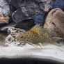200L Fish Tank + cichlids + fish + stand Image 8