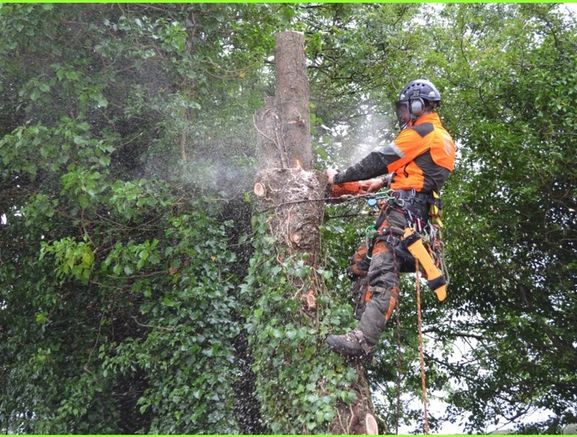 O' Toole Tree Services