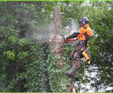 O' Toole Tree Services