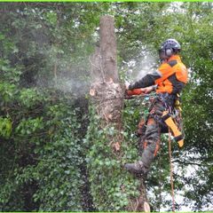 O' Toole Tree Services