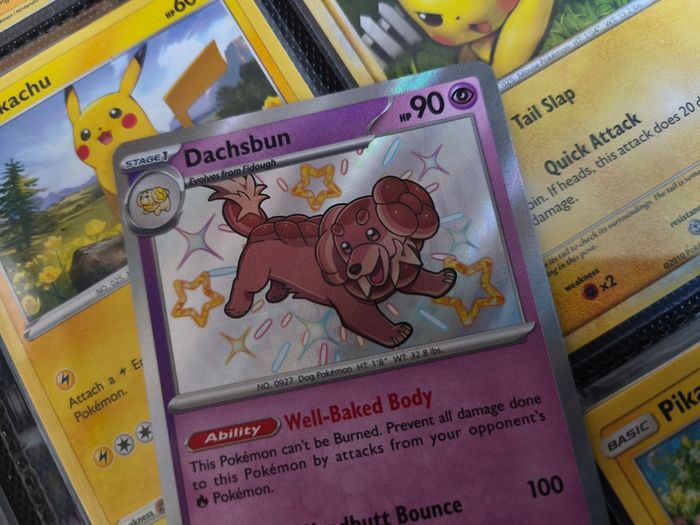 Dachsbun ! Shiny Rare ! from Paldean Fates Set ! 2024 ! Pokemon Card !