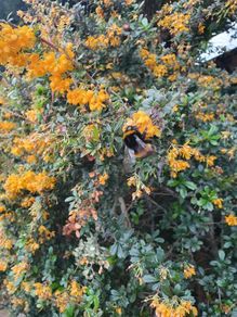 Thorny Hedge, Berberis Darwinii
