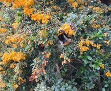 Thorny Hedge, Berberis Darwinii