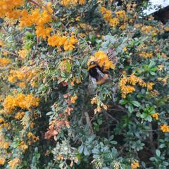 Thorny Hedge, Berberis Darwinii