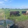 4 star Shorthorn Bull Image 3