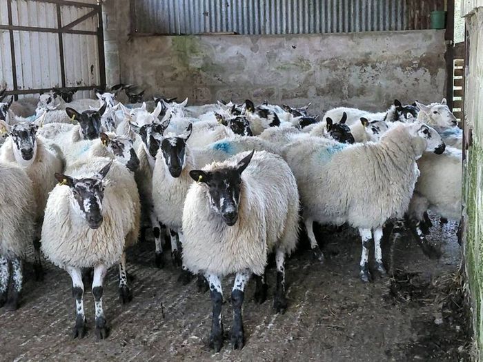 Ewe lambs Hoggot breeders.