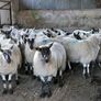 Ewe lambs Hoggot breeders. Image 3