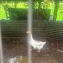 3 geese and a gander for sale Image 2