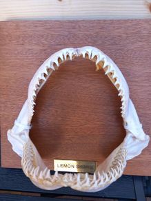 silky shark jaw, lemon shark jaw, big nose shark jaw