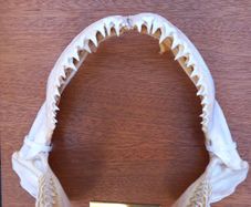 silky shark jaw, lemon shark jaw, big nose shark jaw
