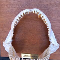 silky shark jaw, lemon shark jaw, big nose shark jaw