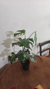 Established Monstera Albo Variegata High Variegation