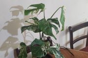 Established Monstera Albo Variegata High Variegation