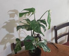 Established Monstera Albo Variegata High Variegation