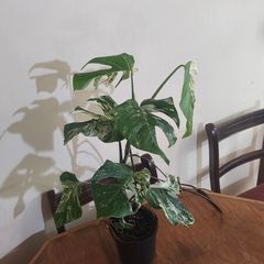 Established Monstera Albo Variegata High Variegation