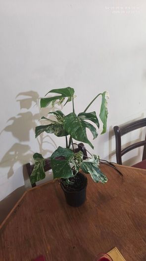 Established Monstera Albo Variegata High Variegation