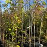 Native and non Native Trees Image 7