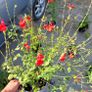 fantastic mature plants bundle Image 4