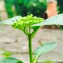 Mophead Hydrangea Baby Blue or Pink Image 2