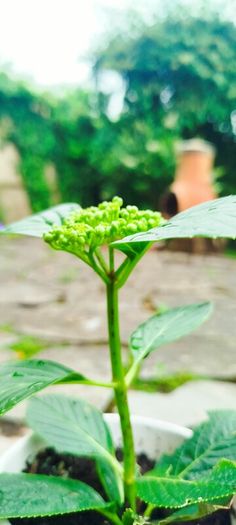 Mophead Hydrangea Baby Blue or Pink