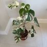 variegated monstera Image 5
