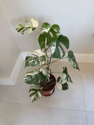 variegated monstera
