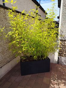 Bamboo plants