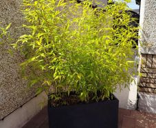 Bamboo plants