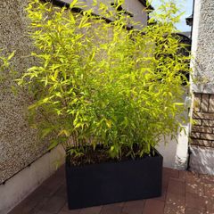 Bamboo plants