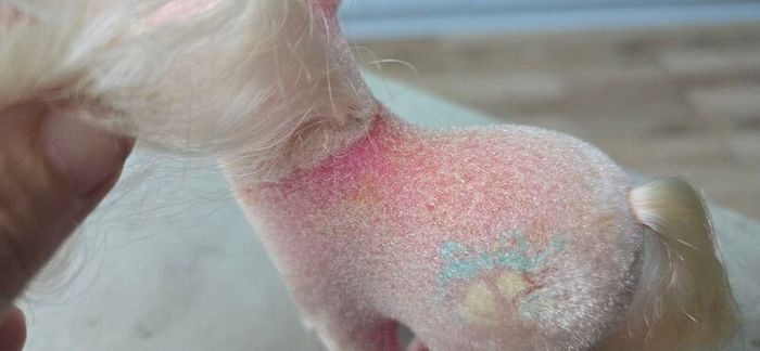 So Soft Ponies SS Satin N Lace Wedding Mail Order MO HTF Rare US MLP G1 My Little Pony