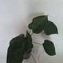 Alocasia Image 2