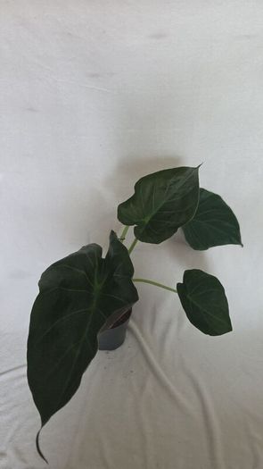 Alocasia