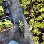 Griselinia Hedging Image 4