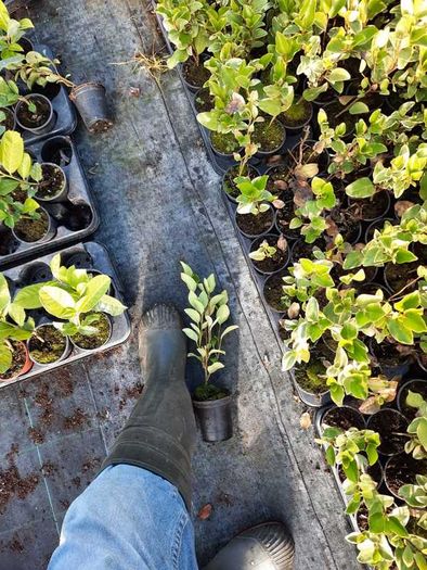 Griselinia Hedging