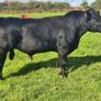 Aa Pbr Bulls Image 5