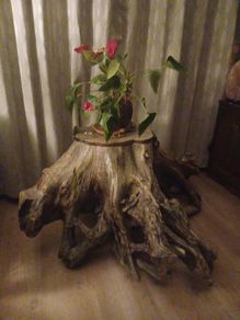 Tree trunk coffee table spectacular