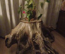 Tree trunk coffee table spectacular