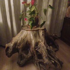 Tree trunk coffee table spectacular