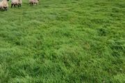 Ewe lambs for sale