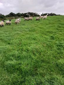 Ewe lambs for sale