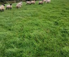 Ewe lambs for sale