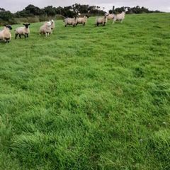 Ewe lambs for sale