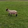 Suffolk Image 6