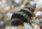 Assassin Snails