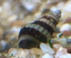 Assassin Snails
